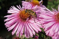 Herbstastern 020.jpg